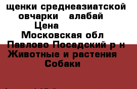 щенки среднеазиатской овчарки  (алабай) › Цена ­ 15 000 - Московская обл., Павлово-Посадский р-н Животные и растения » Собаки   